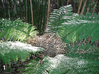 Tree Fern -Winter Protection Guide