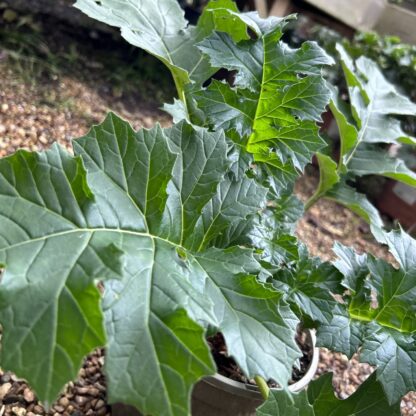 Acanthus Mollis