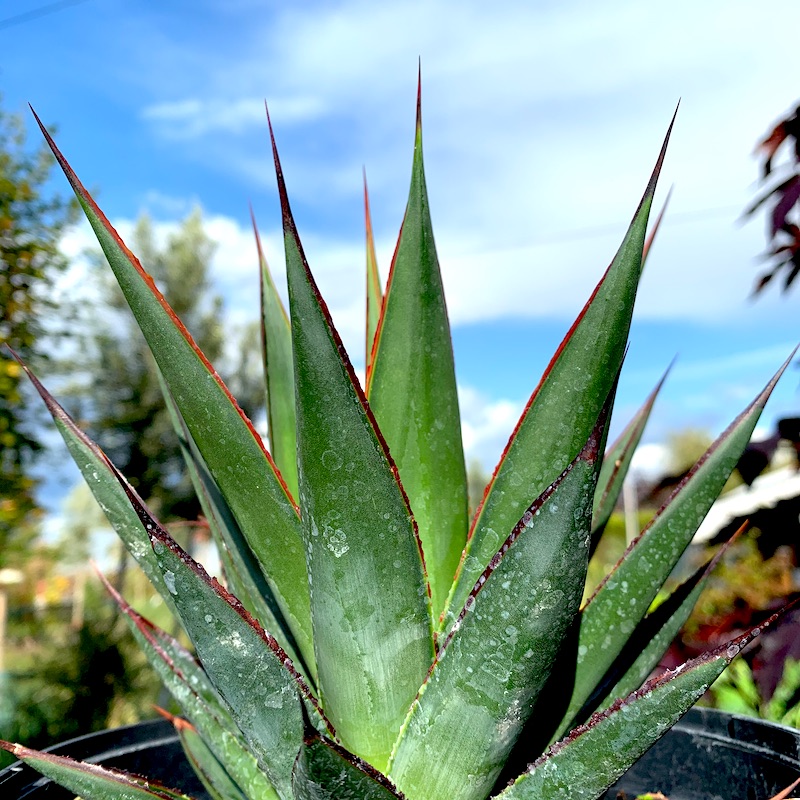Agave 'Blue Glow' at Big Plant Nursery