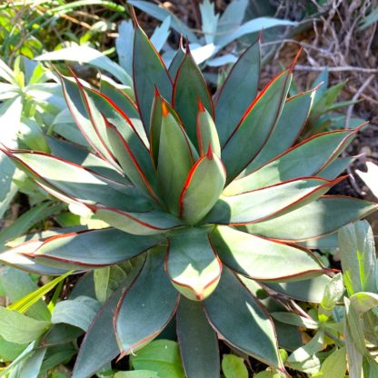 Agave 'Burnt Burgandy' mature plant growing at Big Plant Nursery