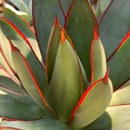 Agave 'Burnt Burgandy' close up of leaves and spines showing red and blue grey colour