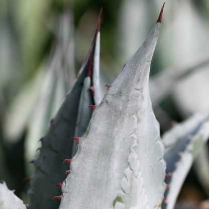 Agave chrysantha leaf and spine close up