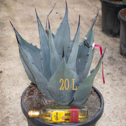 Agave havardiana 20 litre plant