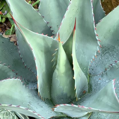 Agave ovatifolia close up of leaves on a mature specimen