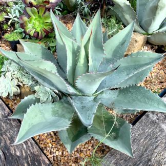 Agave ovatifolia mature plant at Big Plant Nursery