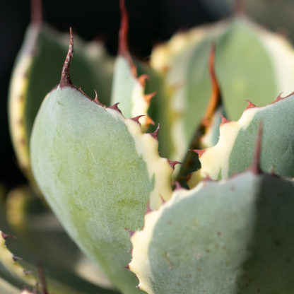 Agave patonii 'Albo Marginta' closeup leaf detail