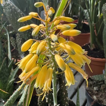 Aloe 'Collection Safari'