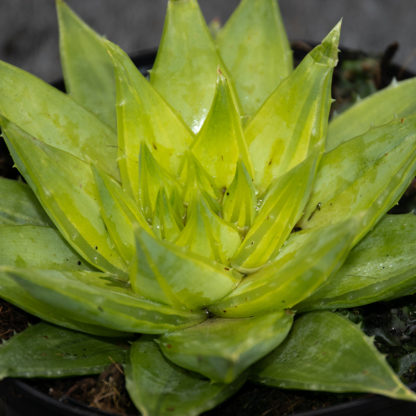 Aloe polyphylla closeup closeup of the spiral aloe