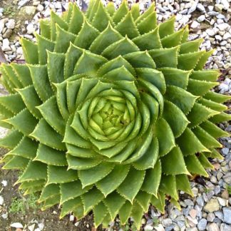 Aloe polyphylla mature plant at Big Plant Nursery