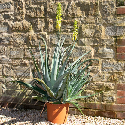 Aloe vera fully grown mature plant