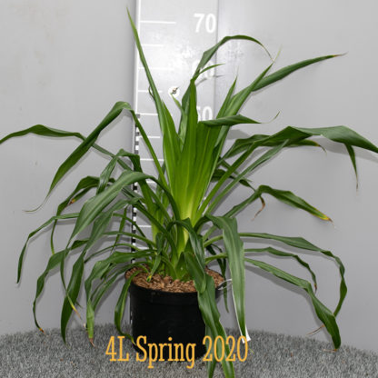 Beschorneria albiflora 4 litre plant