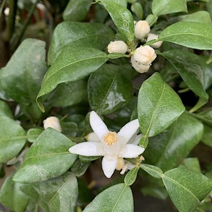 Citrus junos 'Yuzu' flower at Big Plant Nursery