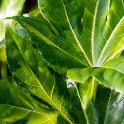 Fatsia japonica 'Murakumo Nishiki' leaves