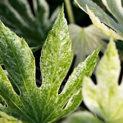 Fatsia japonica 'Spiders Web' leaves