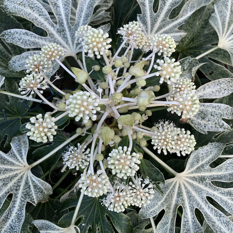 Fatsia japonica 'Spiders Web'
