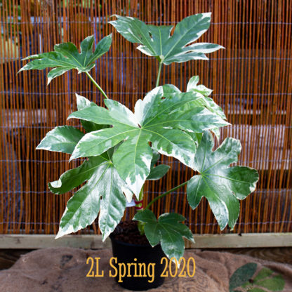 Fatsia japonica 'Variegata' 2 litre plant