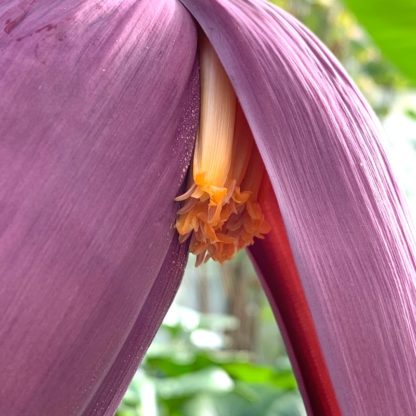 Musa sikkimensis 'Red Tiger' close up of flower at Big Plant Nursery