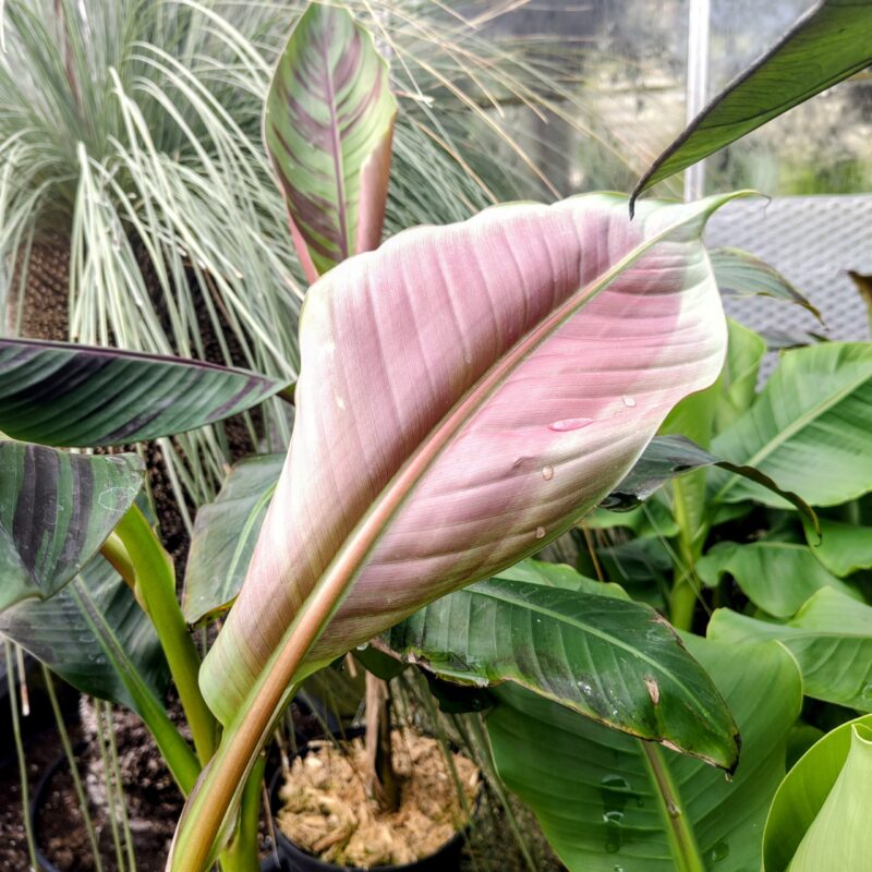 Musa sikkimensis 'Red Tiger' underside of leaf available at Big Plant Nursery in West Sussex