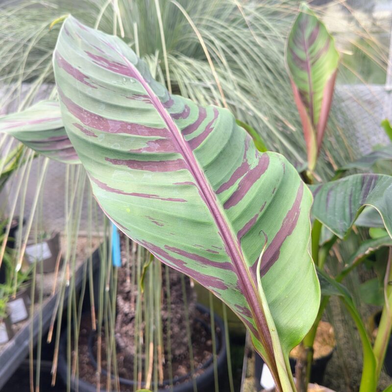 Musa sikkimensis 'Red Tiger' at Big Plant Nursery in West Sussex