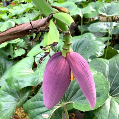 Musa sikkimensis 'Red Tiger' flower head and bananas