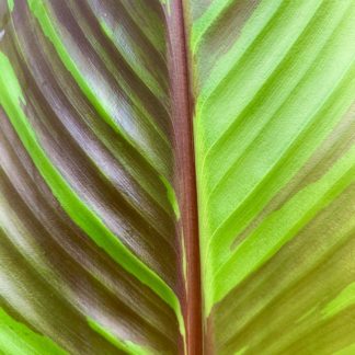 Musa sikkimensis leaf close-up at Big Plant Nursery