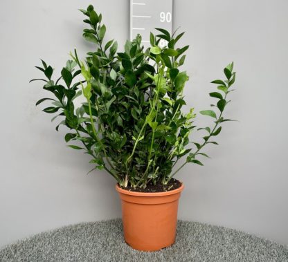 Ruscus hypoglossum 7 litre plant