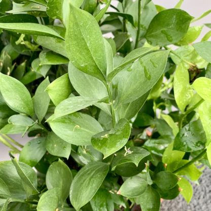 Ruscus hypoglossum close up of leaves