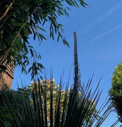 Dasylirion serratifolium flower spike