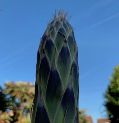 Dasylirion serratifolium flower tip