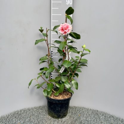 Camelia 'Look Away' 4 litre plant