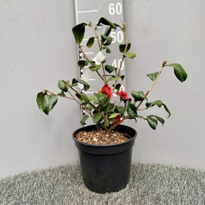 Camellia 'Bob's Tinsie' 4 litre plant