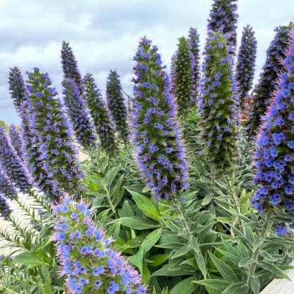 Echium candicans mature plant in flower