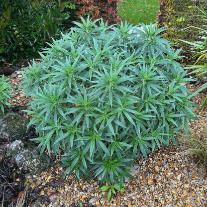 Echium candicans mature non flowering plant