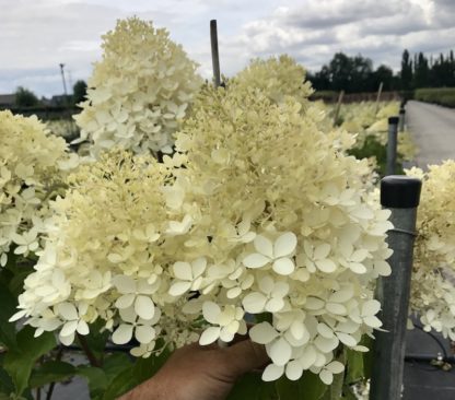 Hydrangea 'Limelight flowers