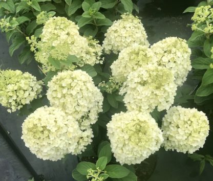 Hydrangea 'Little Lime' flowers