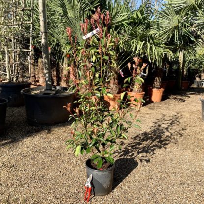 Photinia 'Red Robin' 9.5 litre