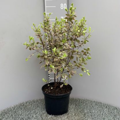 Pittosporum 'Elizabeth' 5 litre plant