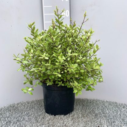 Pittosporum 'Golf Ball' 5litre plant