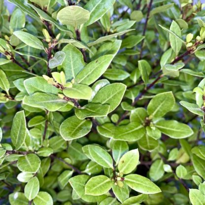 Pittosporum 'Golf Ball' leaf close-up at Big Plant Nursery