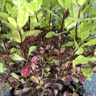 Pittosporum 'Tom Thumb' leaf close-up at Big Plant Nursery