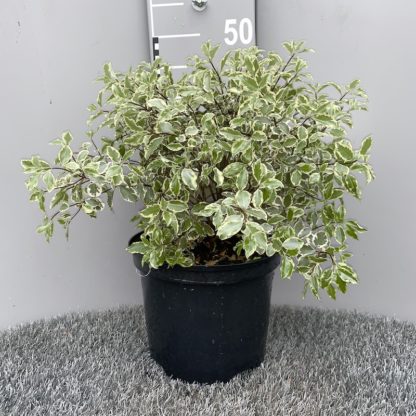 Pittosporum 'Variegata' 5 litre plant at Big Plant Nursery