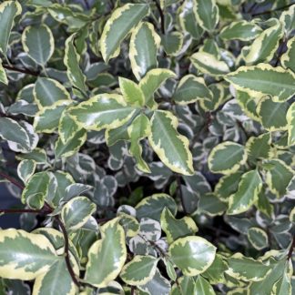 Pittosporum 'Variegatum' foliage close-up at Big Plant Nursery