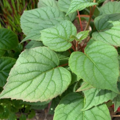 Schizophragma hydrangeoides 'Moonlight' leaf close-up