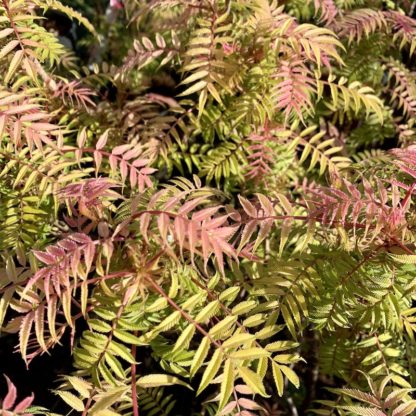 Sorbaria 'Sem' spring foliage