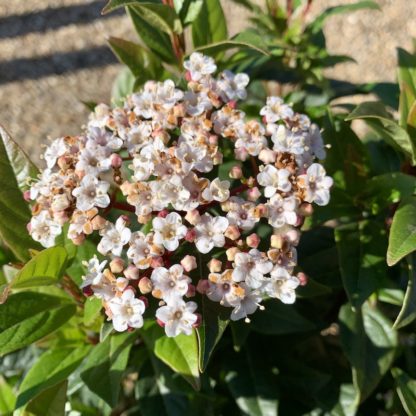 Viburnum tinus flowers