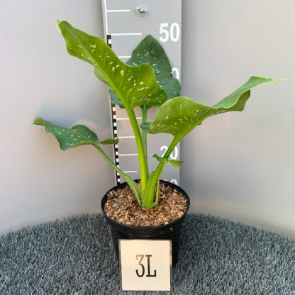 Zantedeschia 'Himalaya' 3 litre plant at Big Plant Nursery