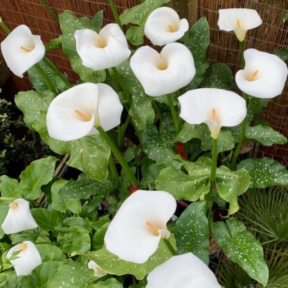 Zantedeschia 'Himalaya' flowers