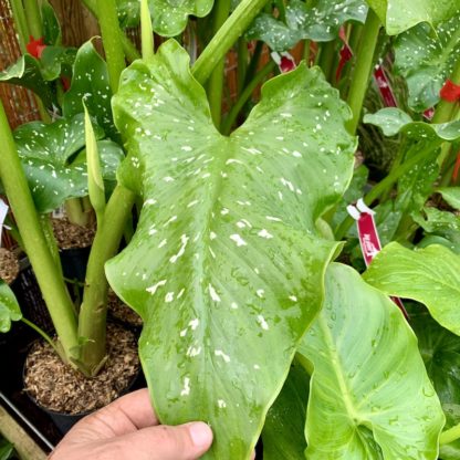 Zantedeschia 'Himalaya' leaf