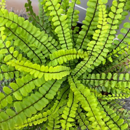 Asplenium tricomanes close up of foliage at Big Plant Nursery