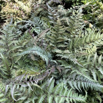 Athyrium niponicum var pictum 'Metallicum'